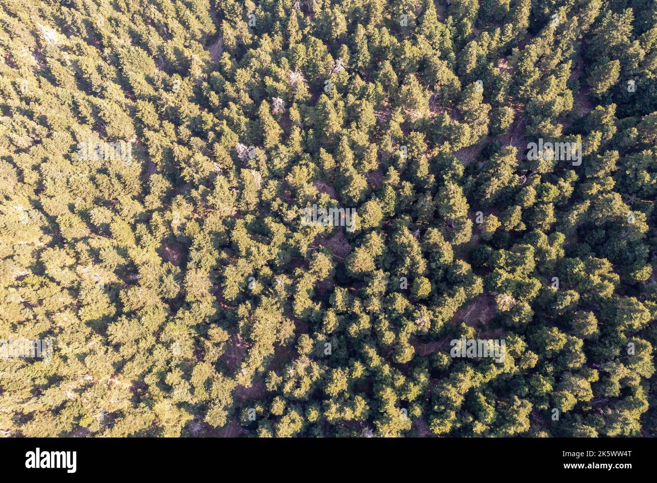 Fir forest background aerial drone view. Coniferous trees woods on Parnassos mountain Boeotia, Greece Stock Photo
