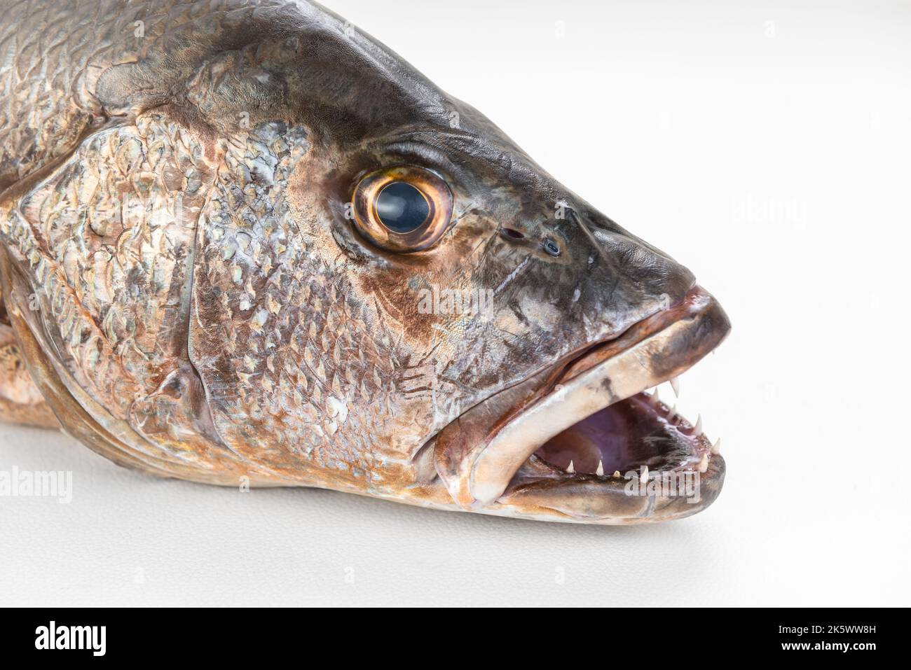 Mangrove gray snapper fish sharp teeth close up open mouth Stock Photo
