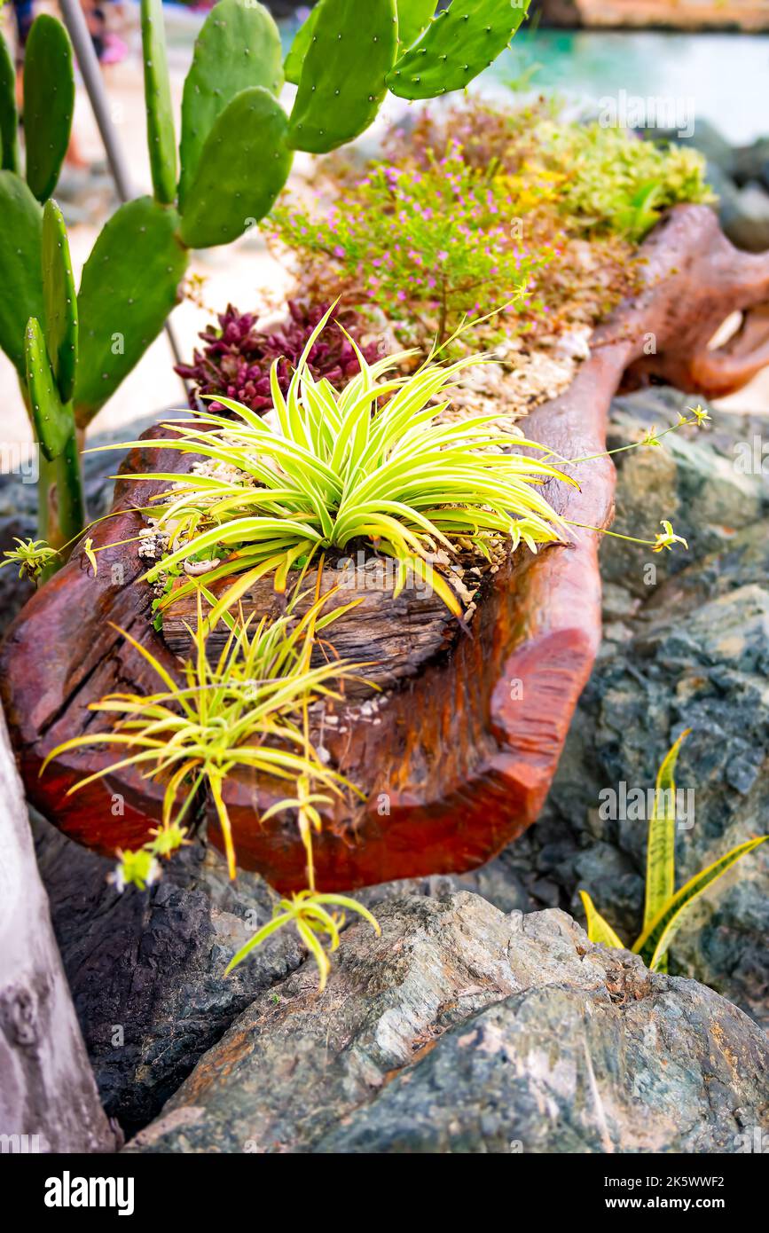 Tropical leafy flowers beechwood log cactus arrangement by the beach Tobago Stock Photo