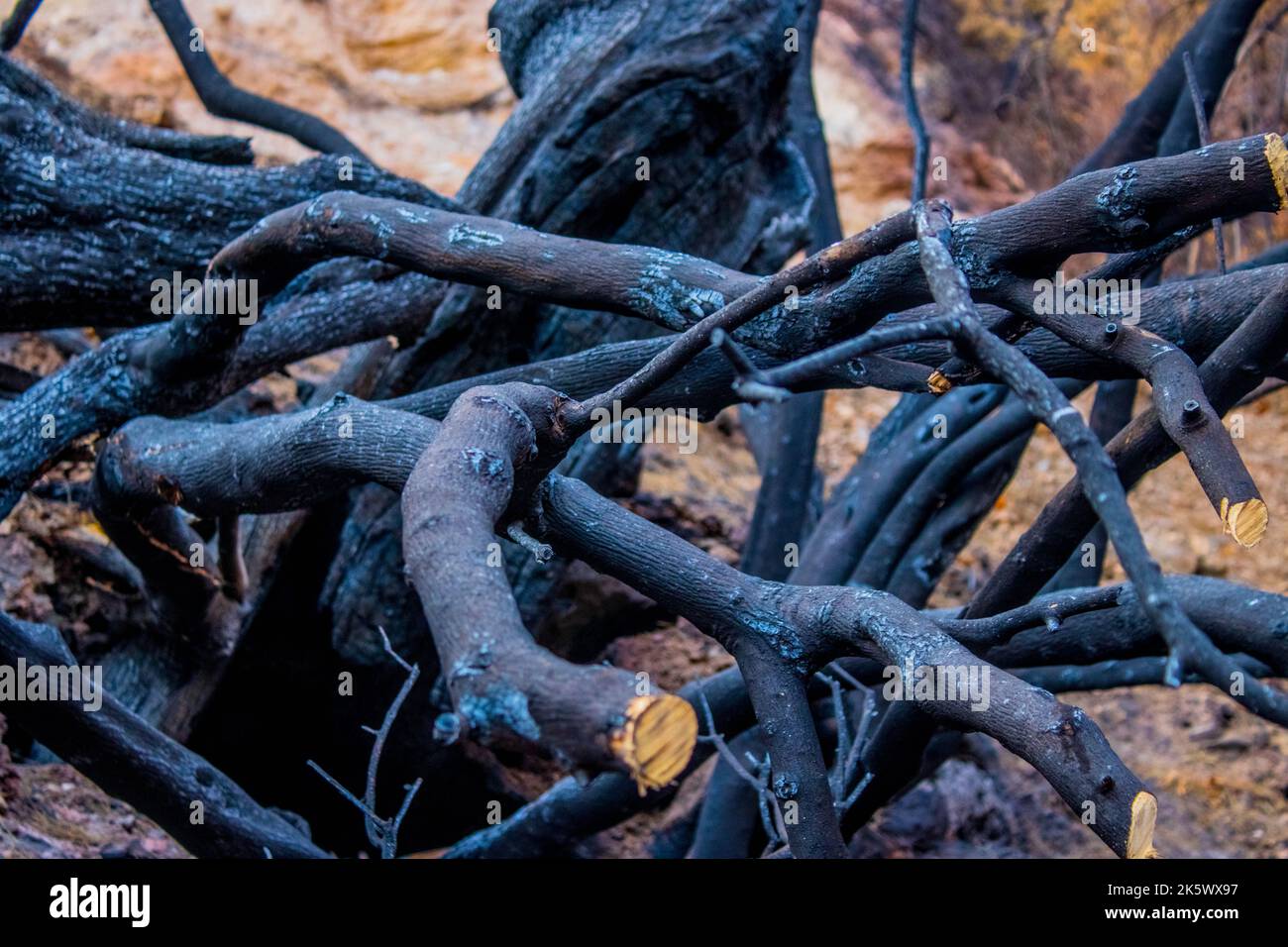 Broken branches hi-res stock photography and images - Alamy