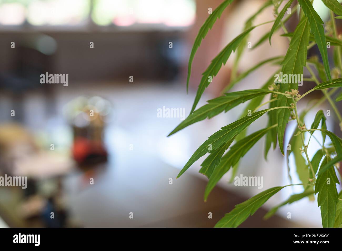 Planted cannabis growing in pot against blurry empty office Stock Photo