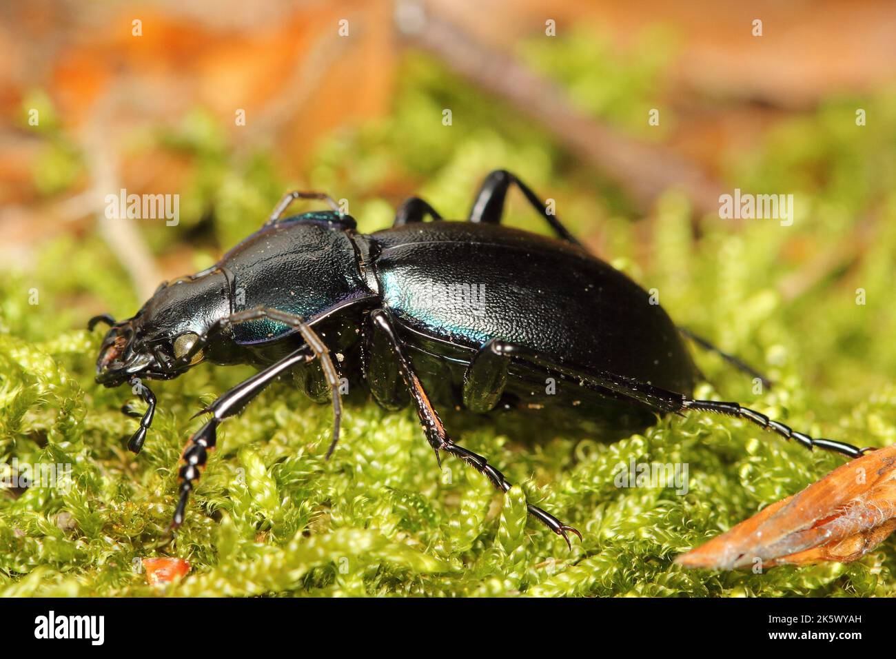 the violet ground beetle, rain beetle (Carabus violaceus) on the moss in the forest Stock Photo