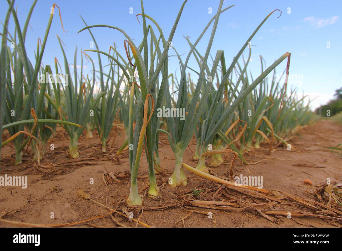 The Onion plants growing on fields in the Czechia Stock Photo Alamy