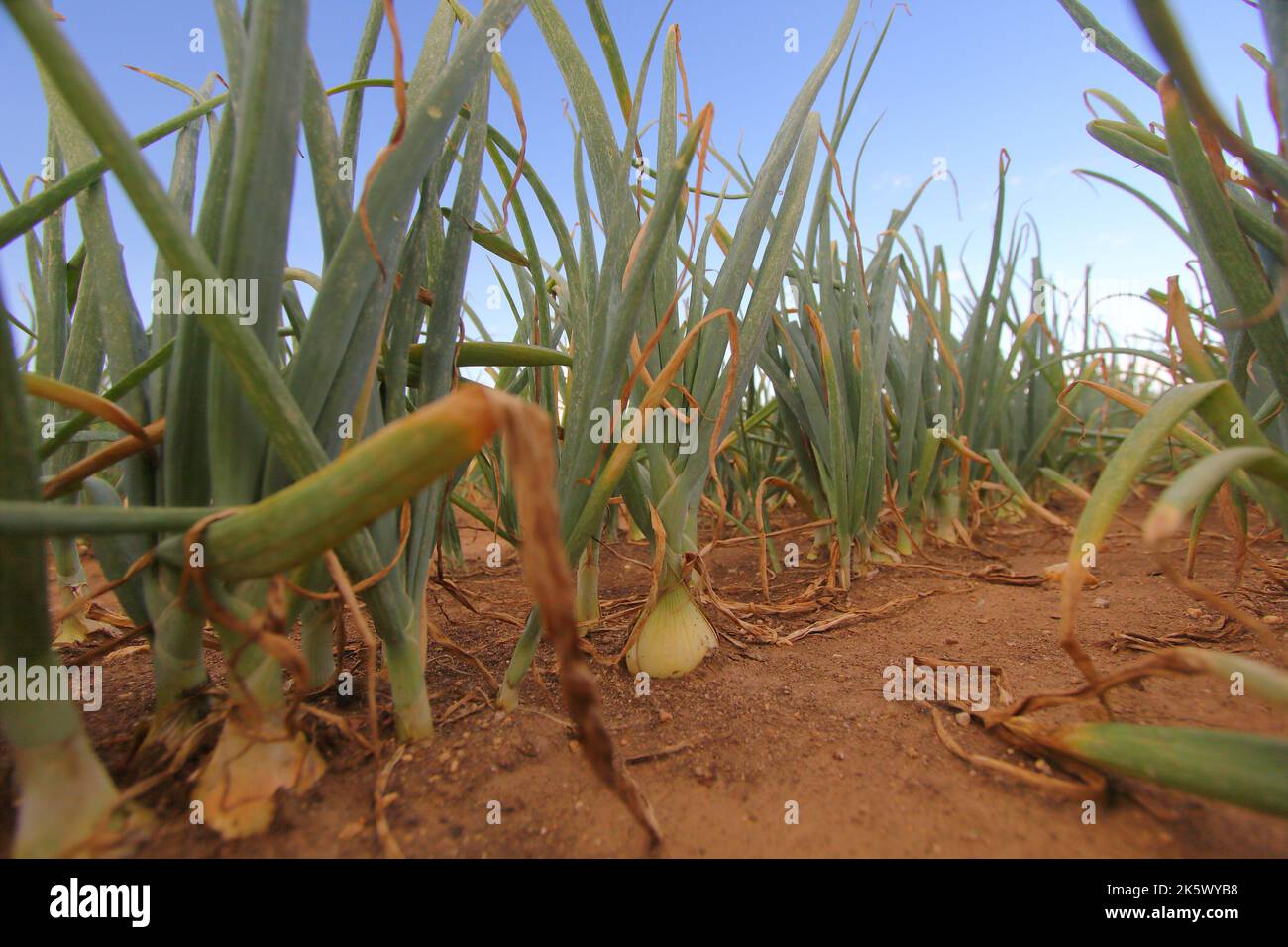 The Onion plants growing on fields in the Czechia Stock Photo Alamy