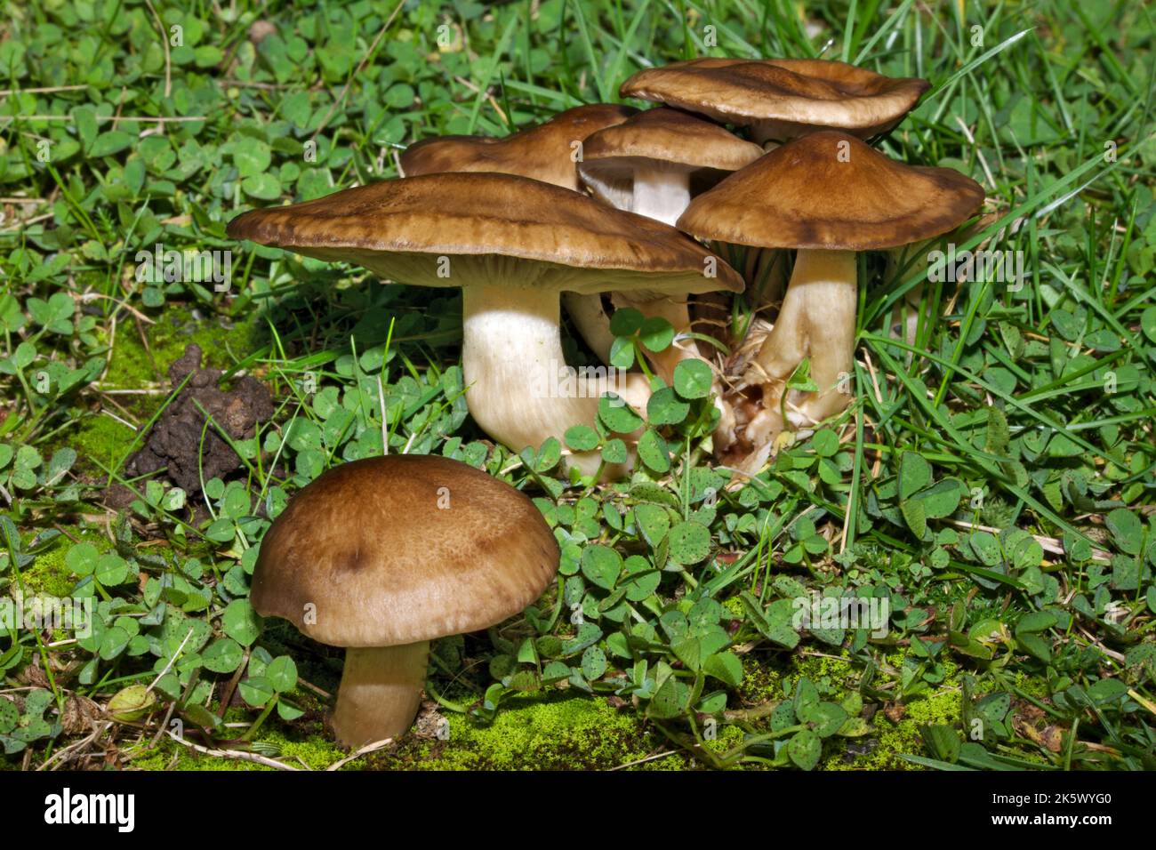 Lyophyllum decastes (fried chicken mushroom) is found on disturbed ground and open woodlands in Europe and in many other parts of the world. Stock Photo