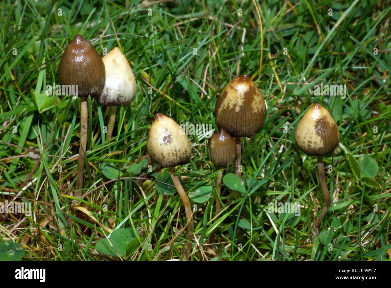 Psilocybe semilanceata (liberty cap) is native to Europe growing in natural acidic grasslands. It has hallucinogenic properties. Stock Photo