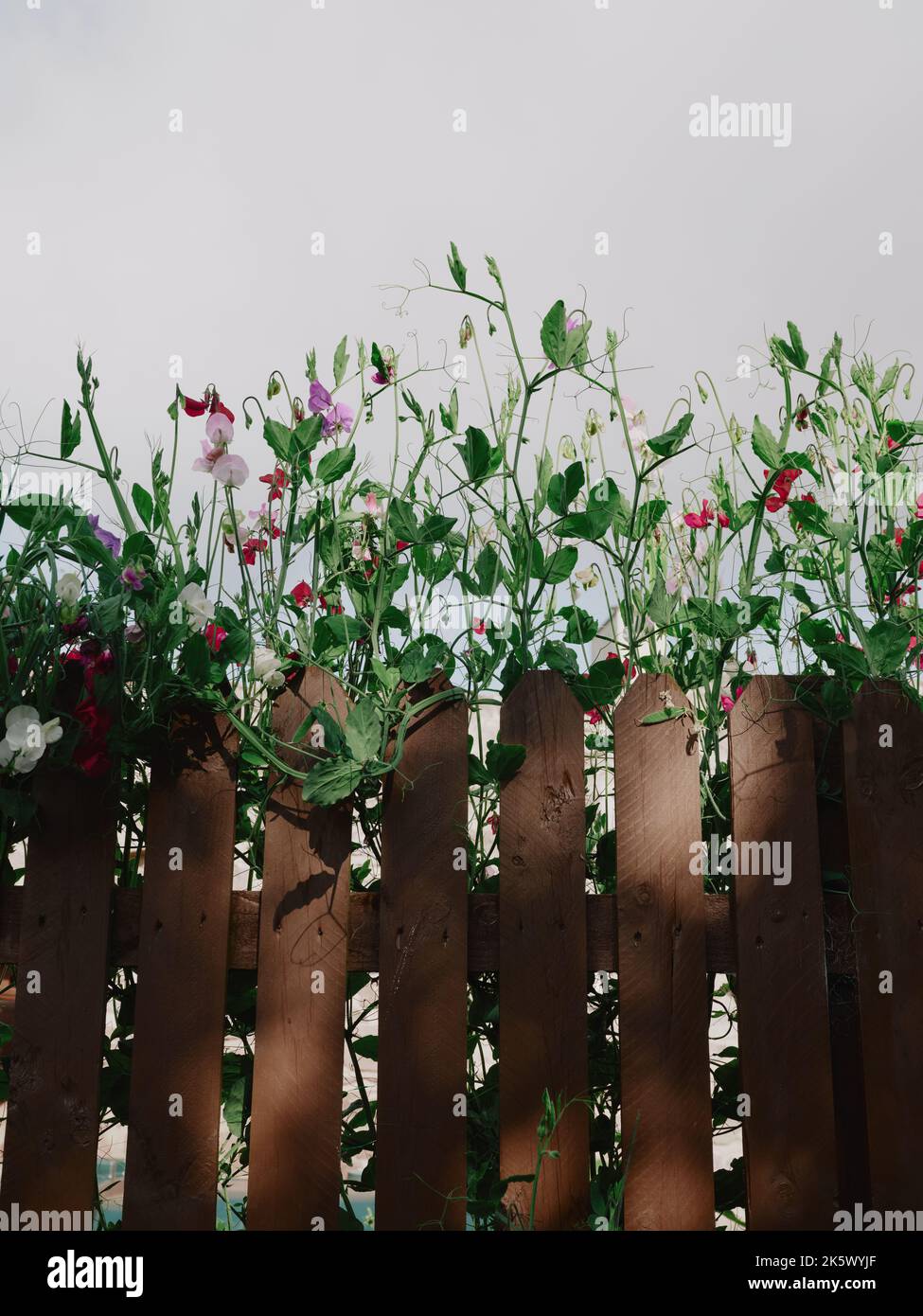 The sweet pea, Lathyrus odoratus, is a climbing flowering plant in the genus Lathyrus in the family Fabaceae on a fence in dappled light. Stock Photo