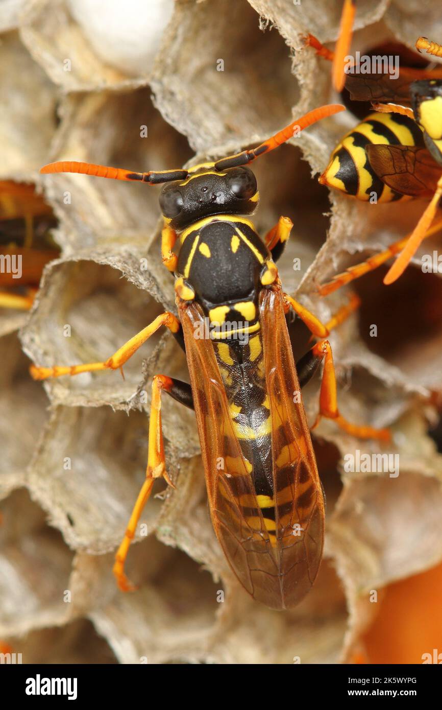 The European paper wasp (Polistes dominula) colony on comb nest Stock Photo