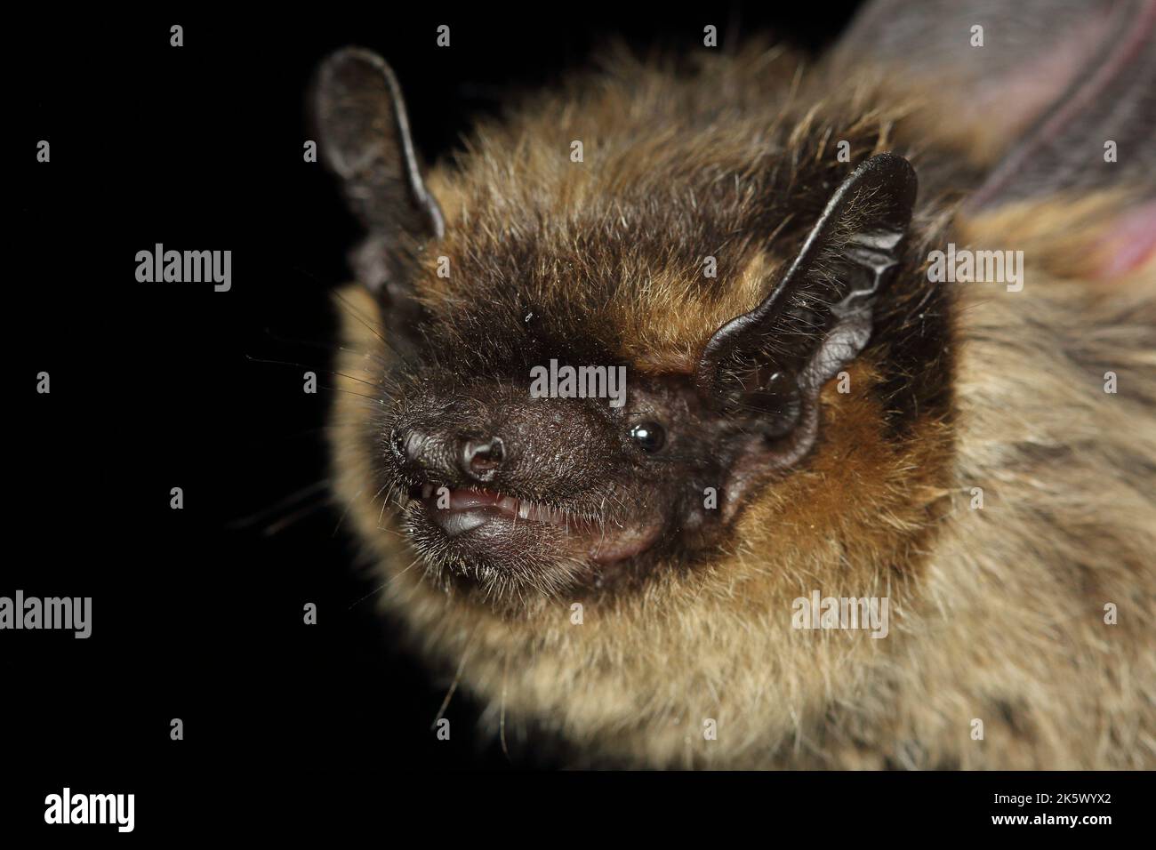 The northern bat (Eptesicus nilssonii) head detail in a natural habitat Stock Photo