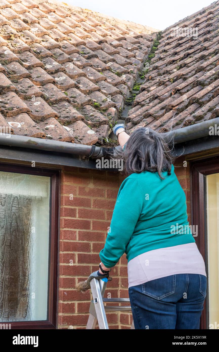 Woman clearing moss out of gutters to stop rain overflowing & running down wall. Damp wall causes staining & reduces thermal insulation of the house. Stock Photo