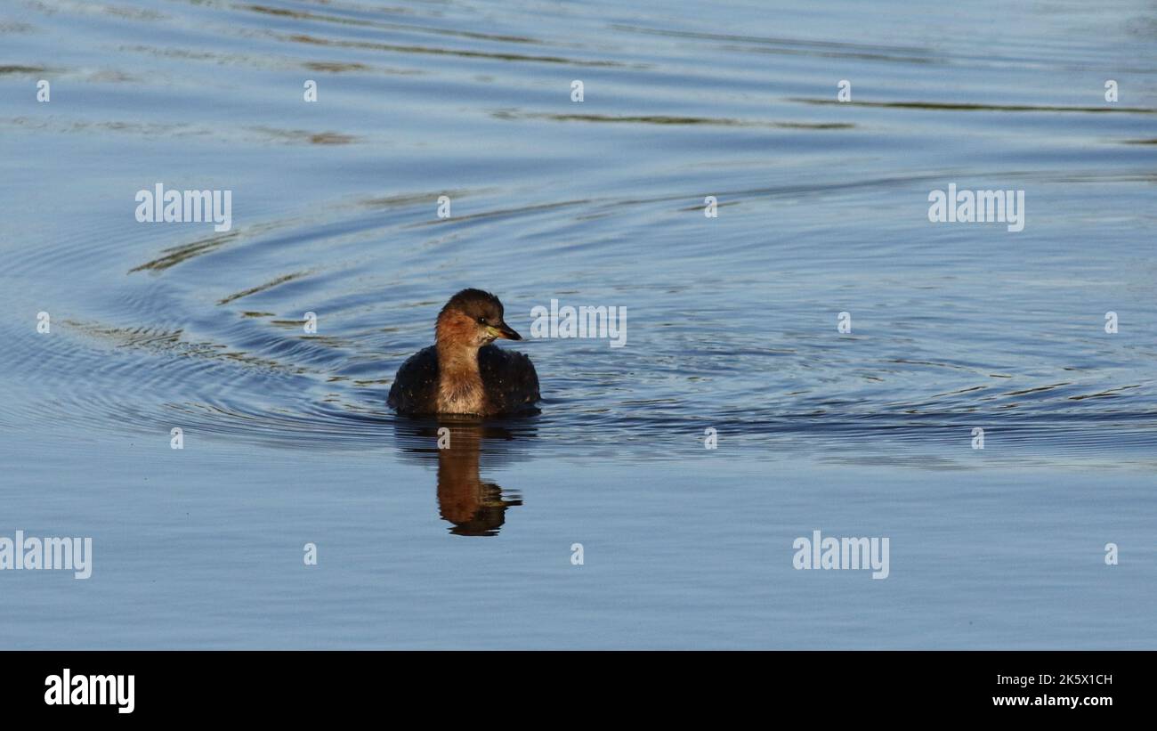 Little Grebe (Tachybaptus ruficollis) Stock Photo