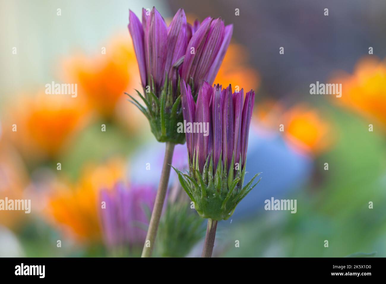 Macro of colorful flowers in autumn Stock Photo