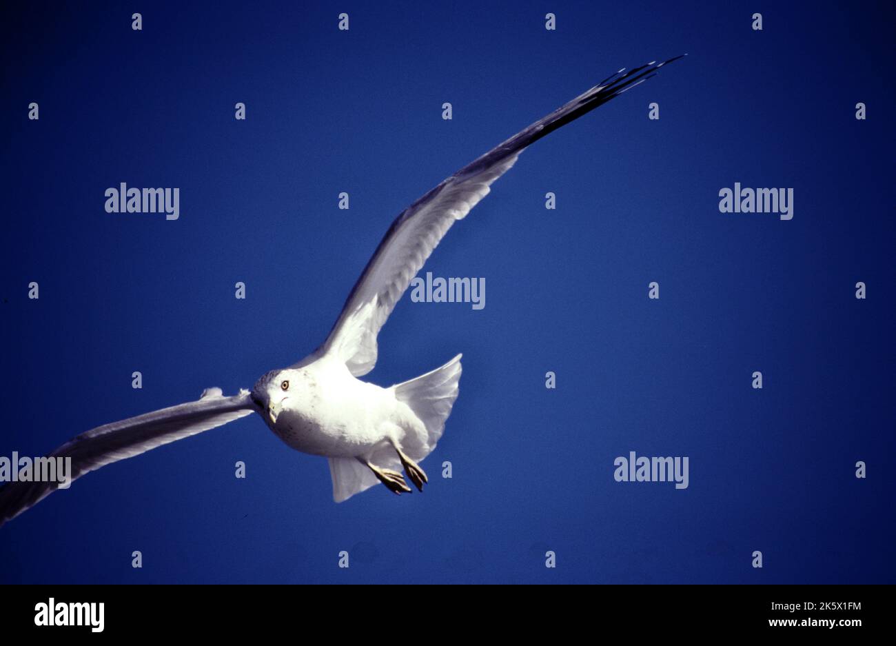 Vögel scharfer blick hi-res stock photography and images - Alamy
