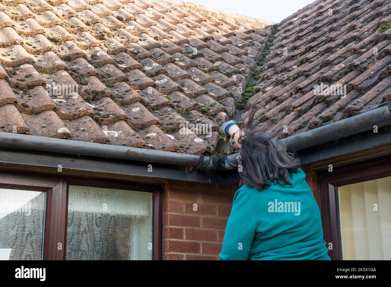 Woman clearing moss out of gutters to stop rain overflowing & running down wall. Damp wall causes staining & reduces thermal insulation of the house. Stock Photo
