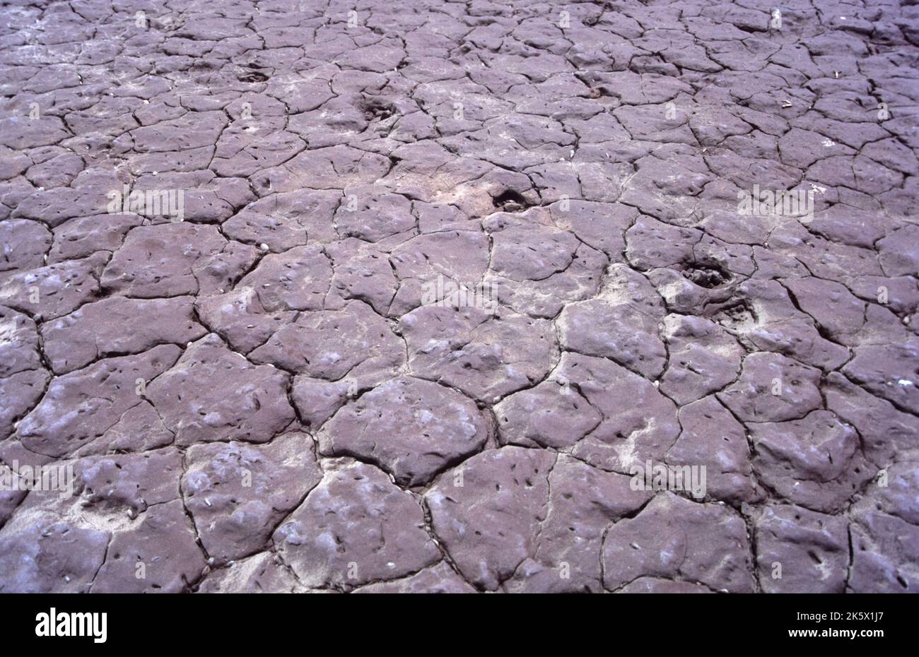 eine Spur im ausgetrockneten Boden eines Flusses * footprints in a dry riverbed Stock Photo