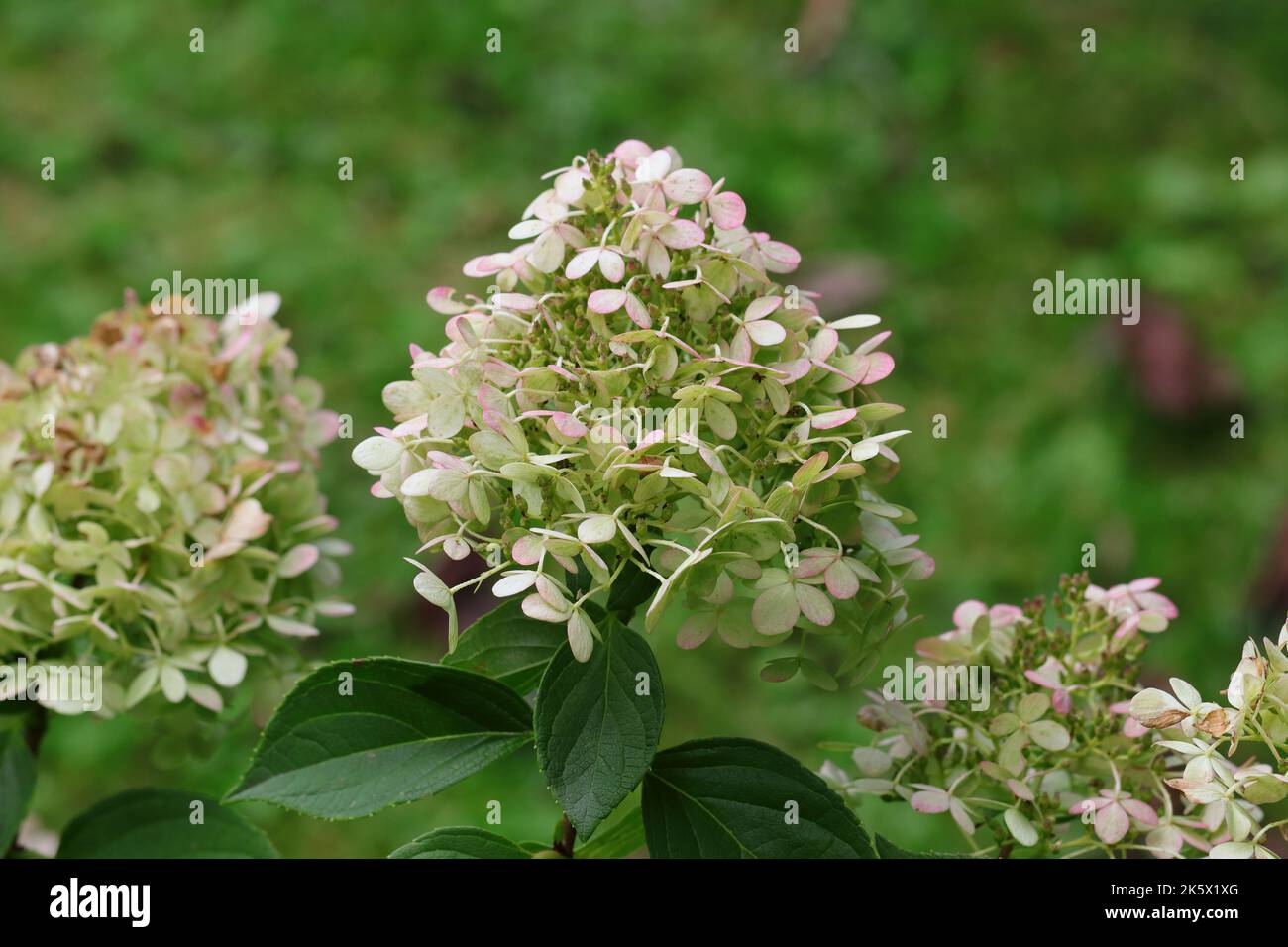 close-up of white withering flowers of a hydrangea paniculata with first autumn discoloration against a green natural background Stock Photo