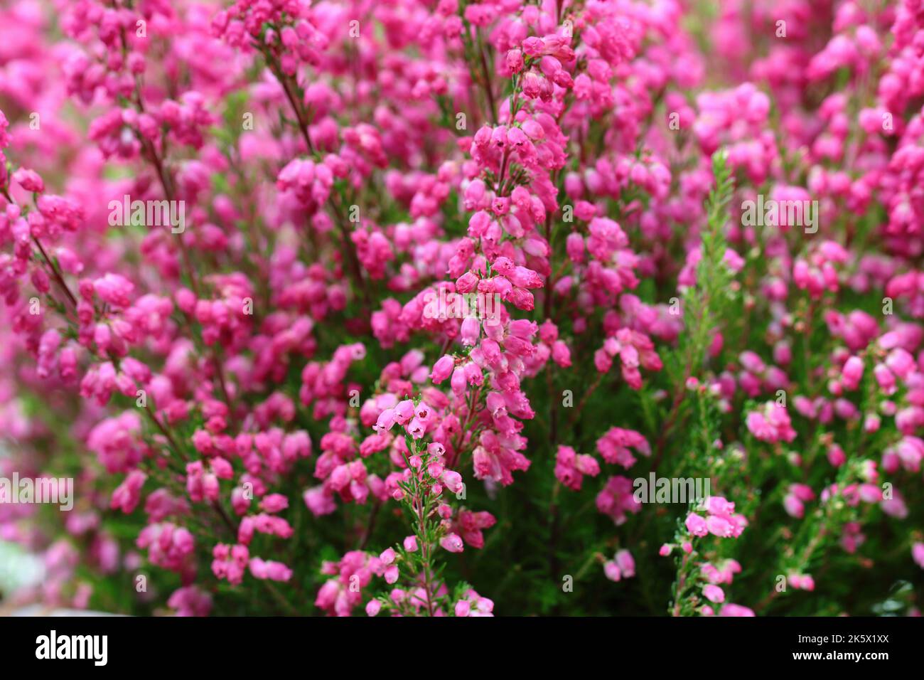 close-up of pink erica gracilis flowers Stock Photo