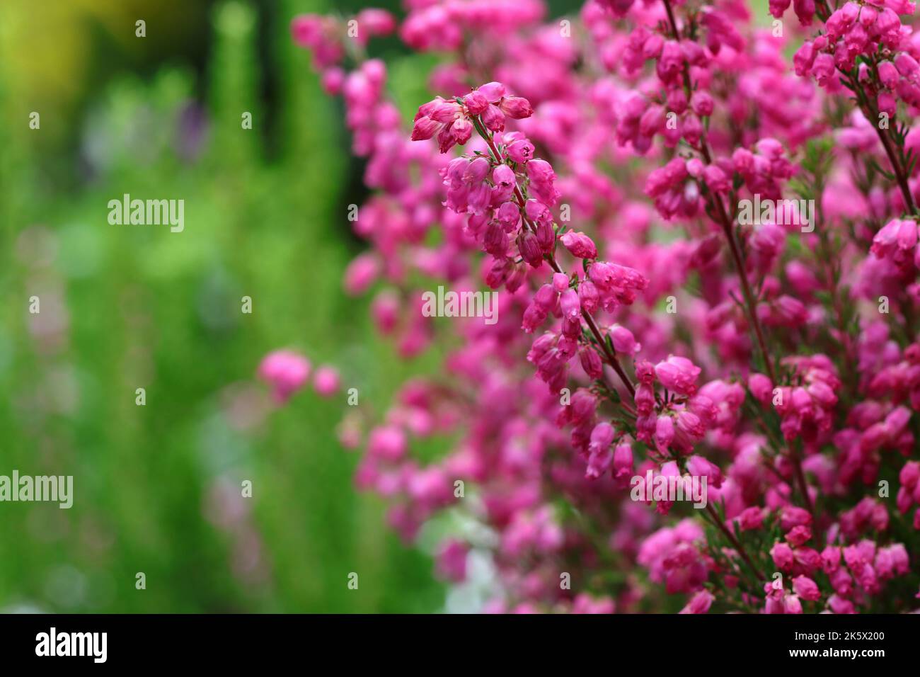 close-up of pretty pink erica gracilis flowers against a blurry background, copy space Stock Photo