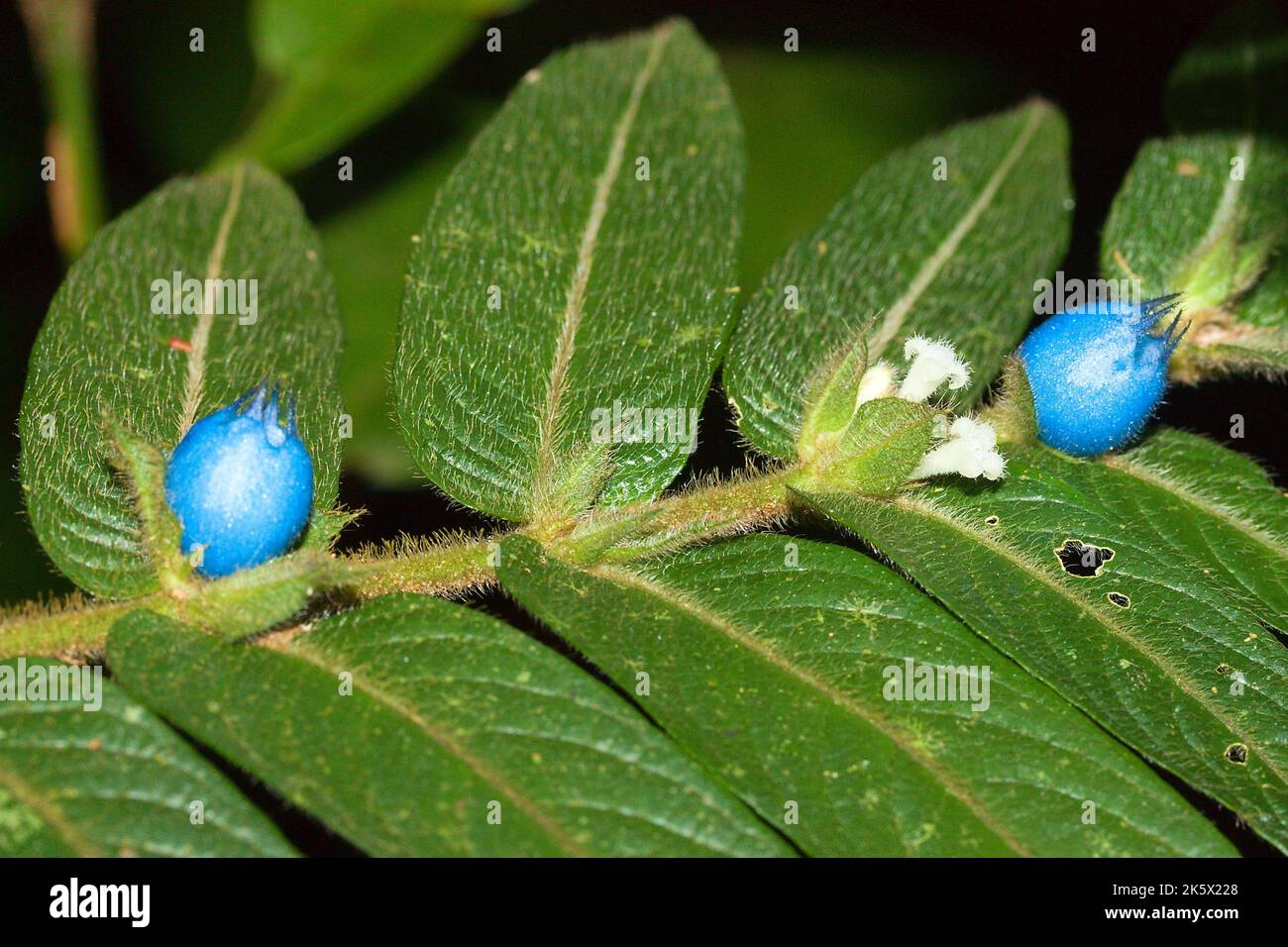Small-leaved lasianthus (Lasianthus attenuatus) flower with blue fruit and white bloom in tropical rainforest in Borneo, Brunei Stock Photo