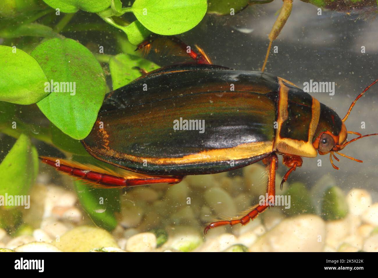 The diving beetle Dytiscus latissimus male in an underwater habitat Stock Photo