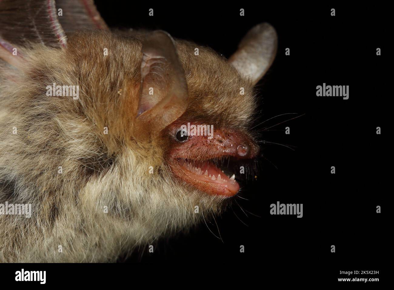 Portrait of Natterer's bat (Myotis nattereri) in a natural habitat Stock Photo