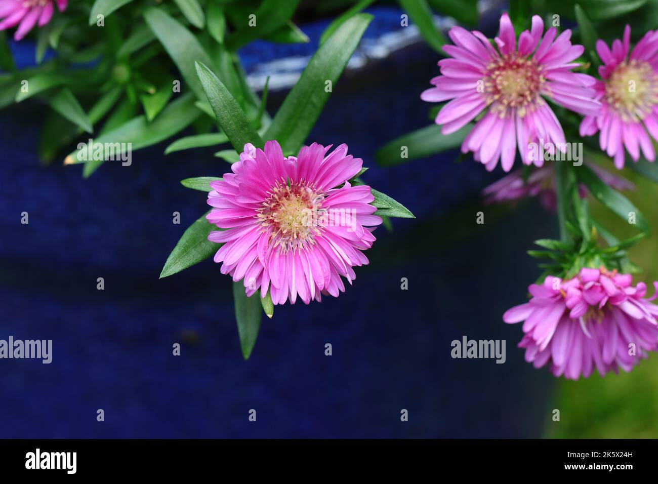 close-up of pretty Aster novi belgii flowers in a blue planter, copy space, side view Stock Photo