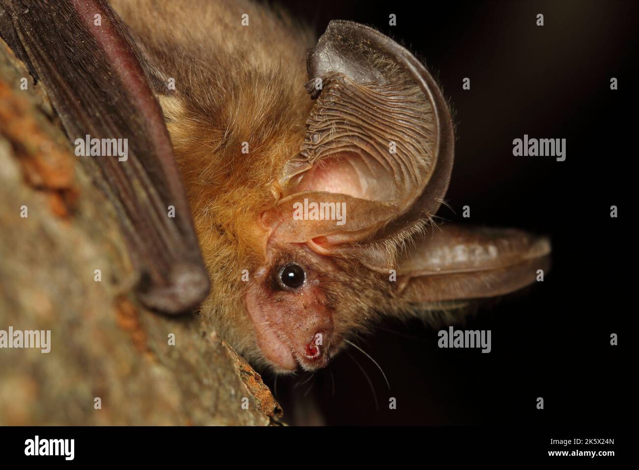 The brown long-eared bat or common long-eared bat (Plecotus auritus) on the tree branch in a natural habitat Stock Photo