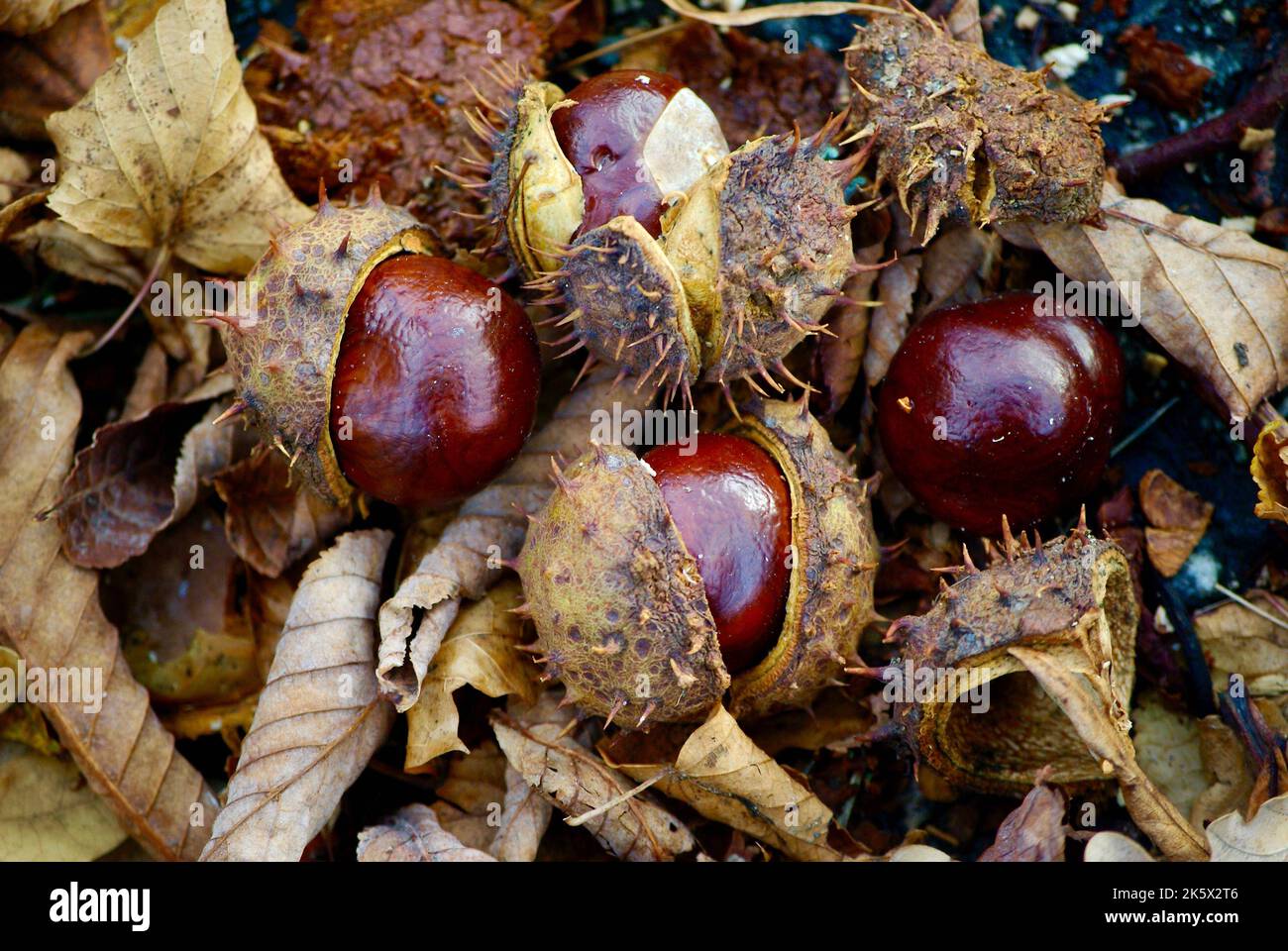 Brown fall leaves and horse chestnuts with their prickled shell laying