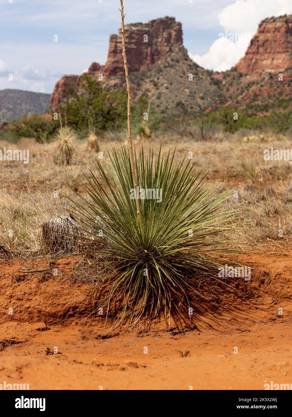 A Yucca utahensis plant in the desert Stock Photo