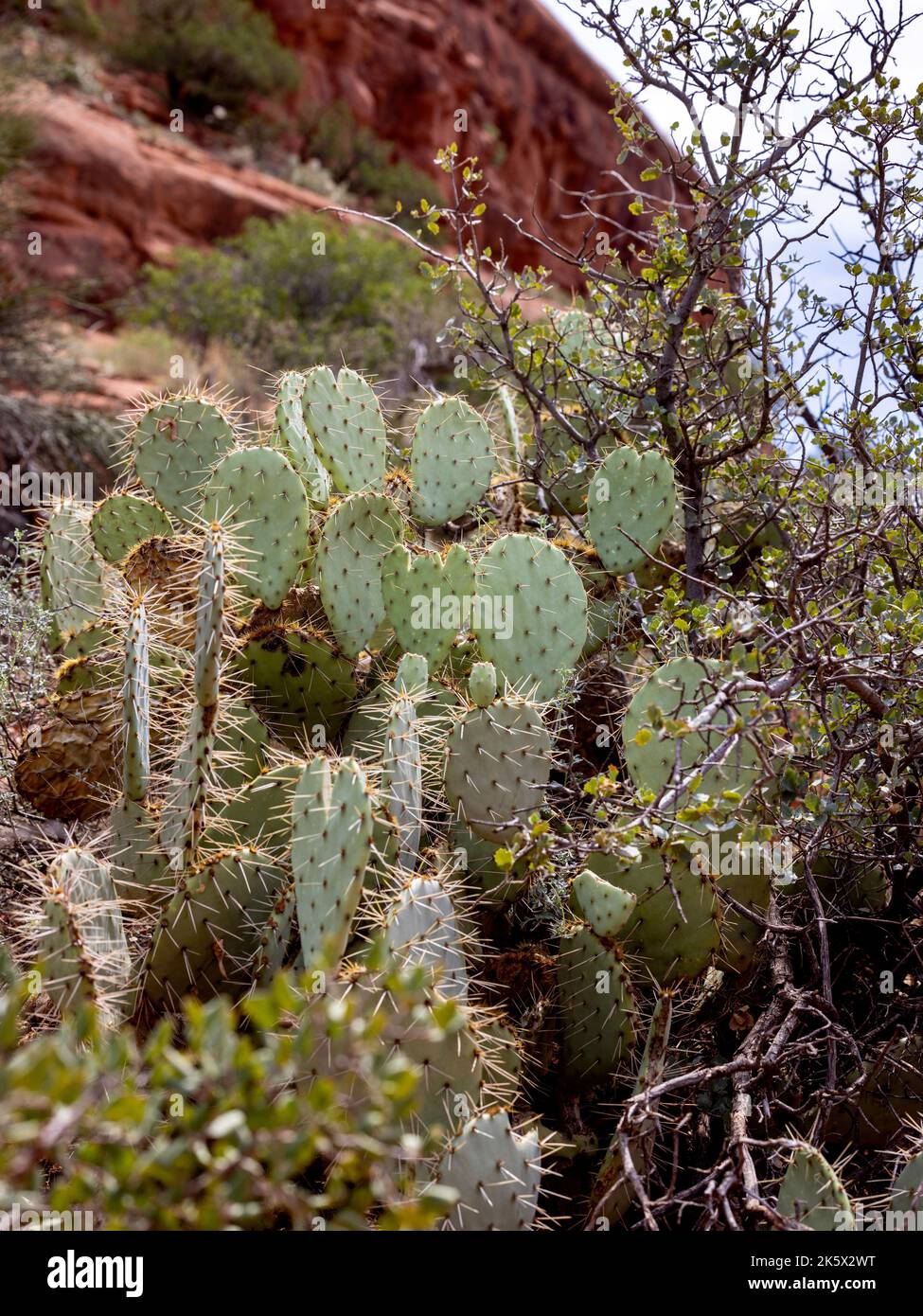 A cactus plant growing on the desert Stock Photo - Alamy