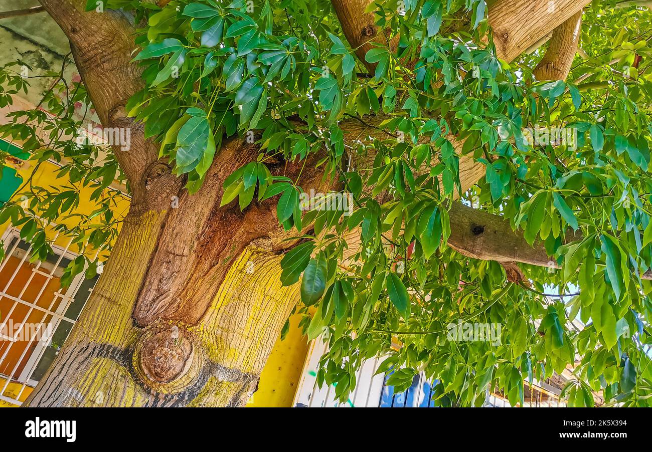 Rainforest tree spikes hi-res stock photography and images - Alamy