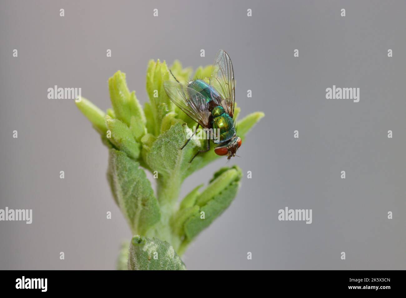 Close-up of a common bottle green fly (Phaenicia sericata or Lucilia sericata) on the stem of a rebaudian stevia with neutral gray background Stock Photo