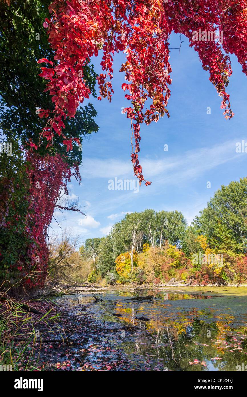 Wien, Vienna: oxbow lake of river Donau (Danube), island Donauinsel ...