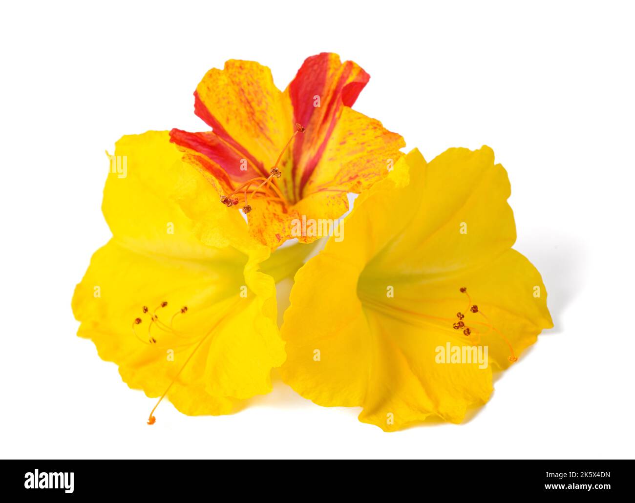 Yellow and red Four o'clock flowers isolated on white background Stock Photo