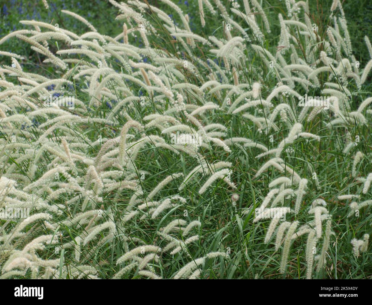 George W Bush Presidential Center & Park Nature Trails Stock Photo - Alamy