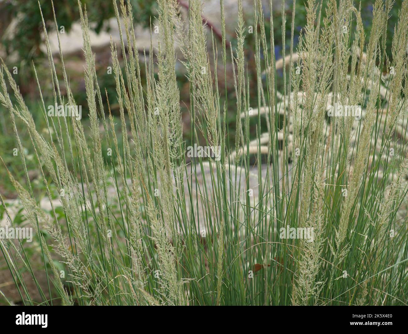 George W Bush Presidential Center & Park Nature Trails Stock Photo - Alamy