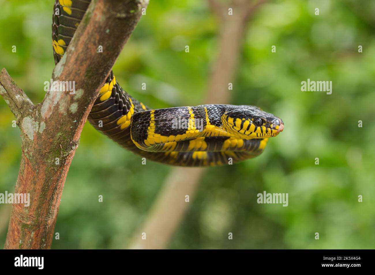 Boiga dendrophila, commonly called the mangrove snake or goldringed cat snake on wildlife Stock