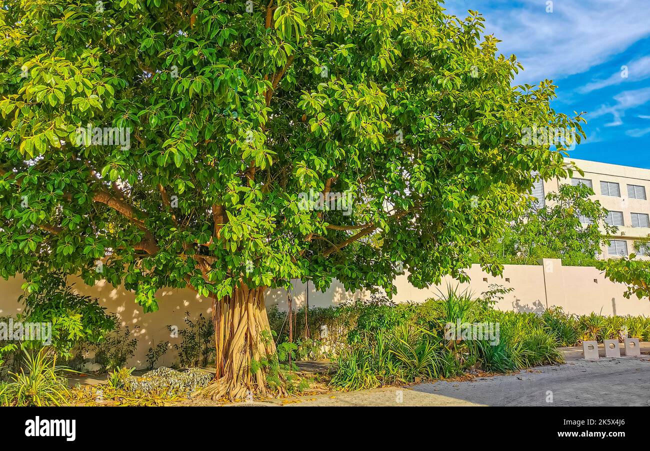 Huge beautiful Ficus maxima Fig tree in Playa del Carmen Quintana Roo Mexico. Stock Photo