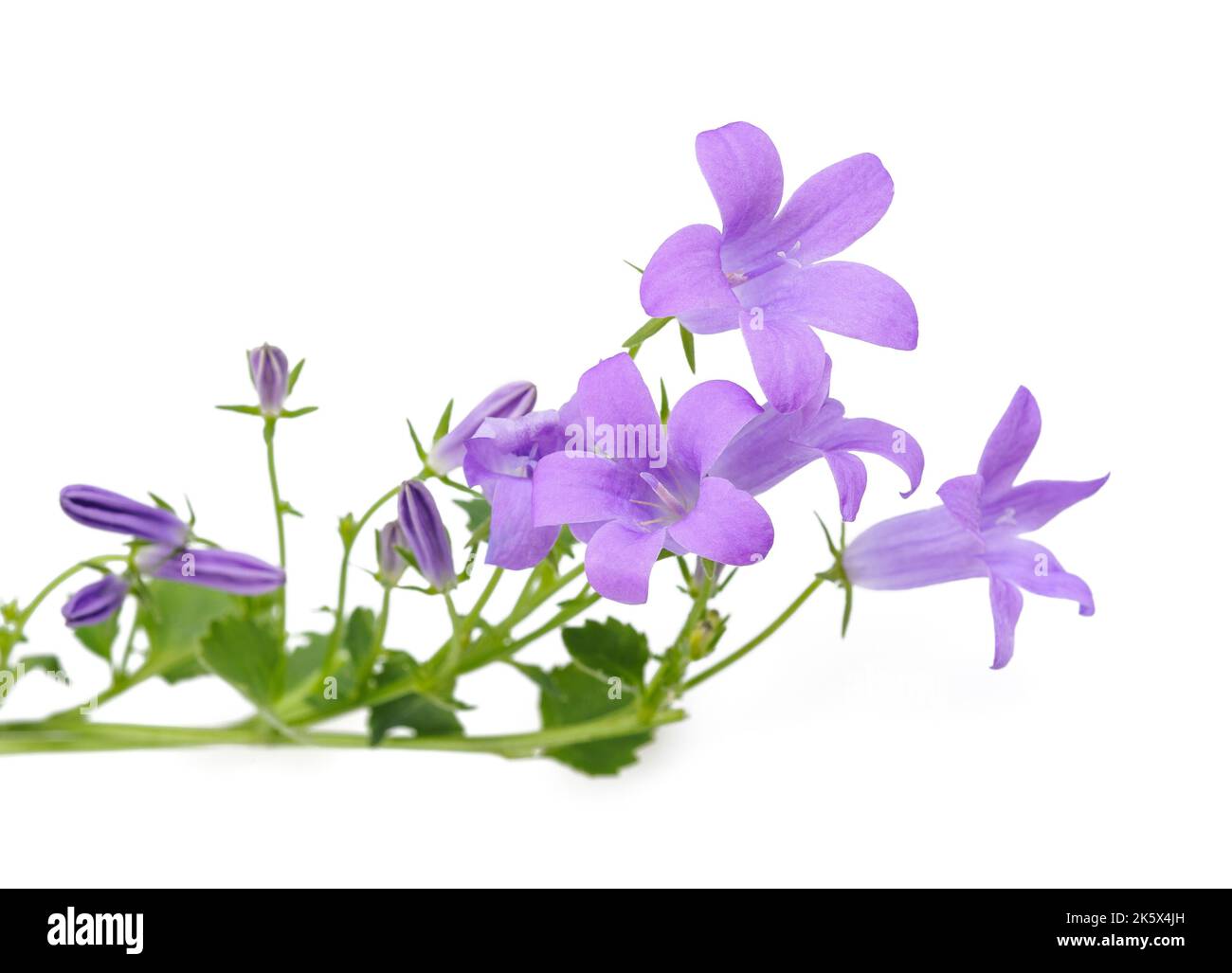 Wall bellflower  isolated on white Stock Photo