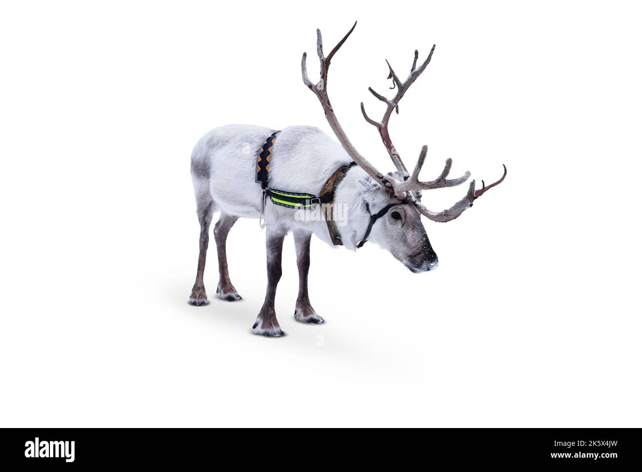 Reindeer with harness isolated on white background. Stock Photo