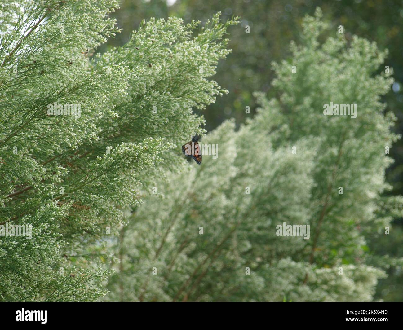 George W Bush Presidential Center & Park Nature Trails Stock Photo - Alamy
