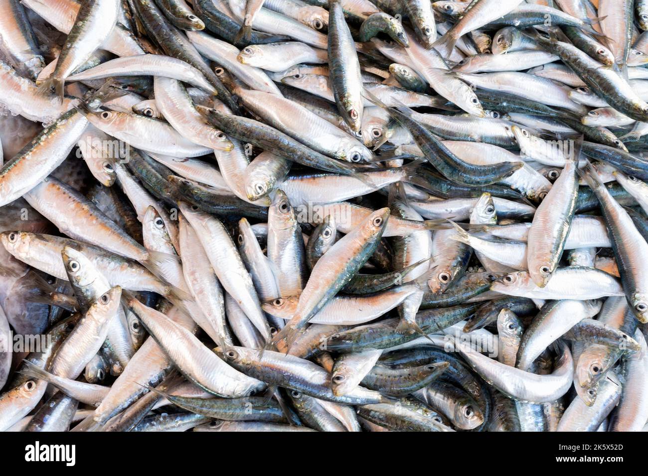 Freshly caught sardines, Sardina pilchardus, also known as European Pilchard for sale on a market stall Stock Photo