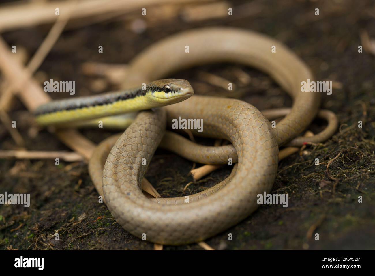 Malayan Ringneck Snake liopeltis tricolor on wild Stock Photo