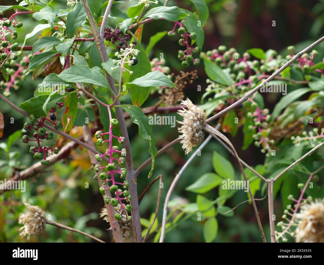 George W Bush Presidential Center & Park Nature Trails Stock Photo - Alamy