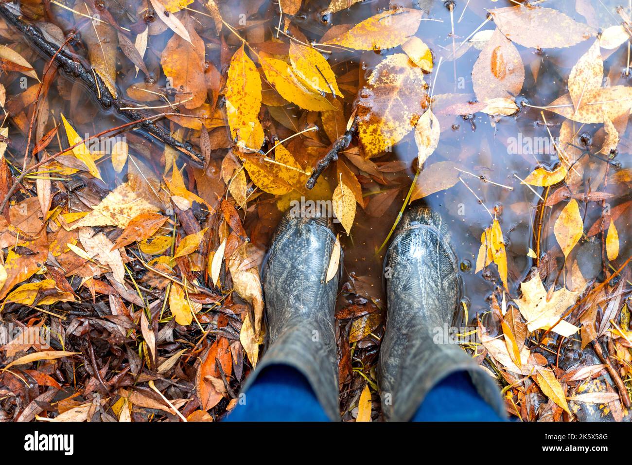Feet in gray rubber boots are standing in a puddle where a lot of ...