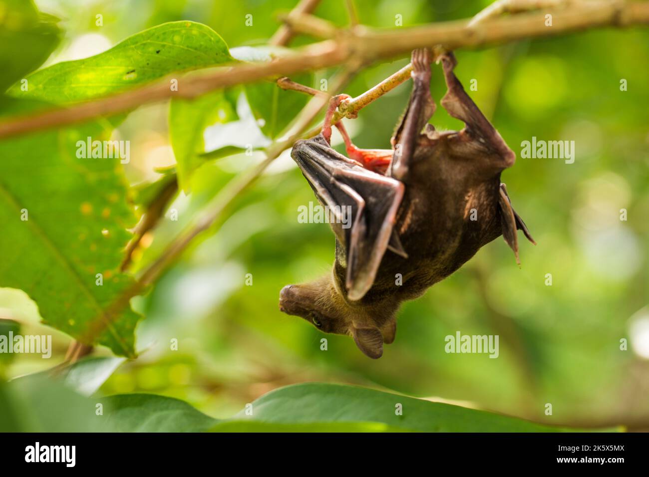 Indonesian Shortnosed Fruit Bat Cynopterus titthaecheilus in the wild
