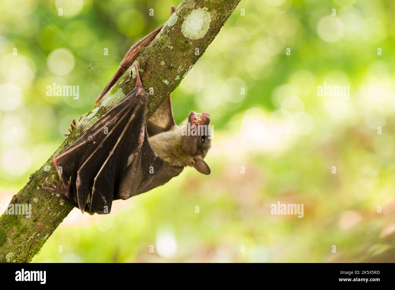 Indonesian Shortnosed Fruit Bat Cynopterus titthaecheilus in the wild