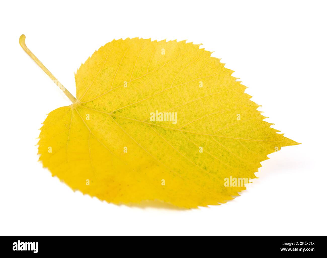 Dried Linden leaf isolated on white background Stock Photo