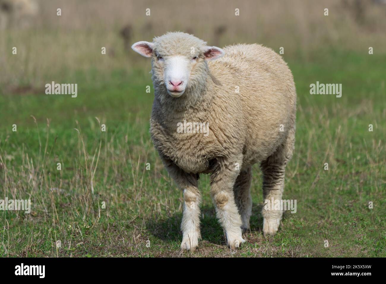 Sheep-Ovis aries. Stock Photo