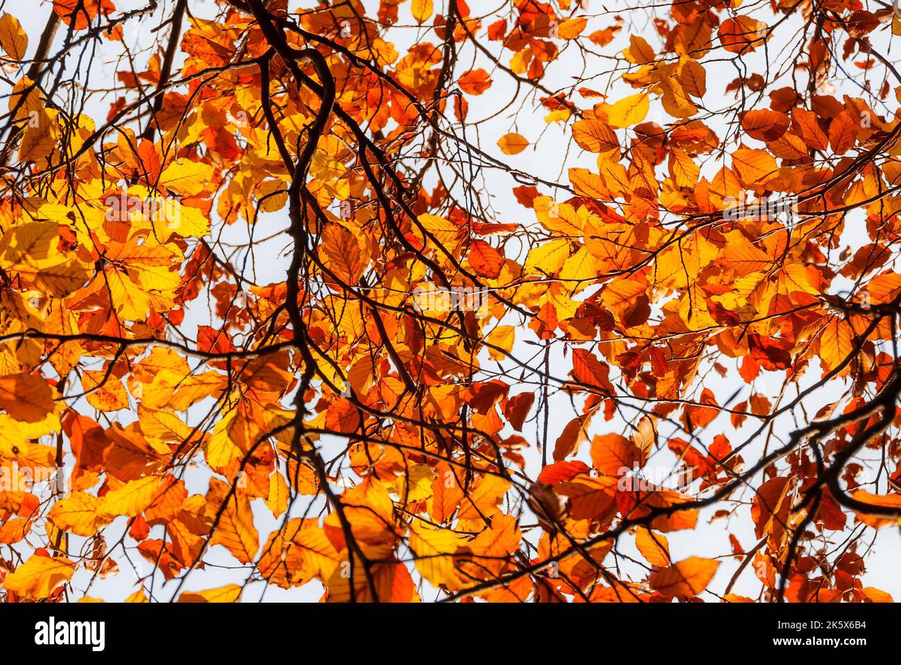 Backlit autumnal golden and orange leaves and foliage as background Stock Photo